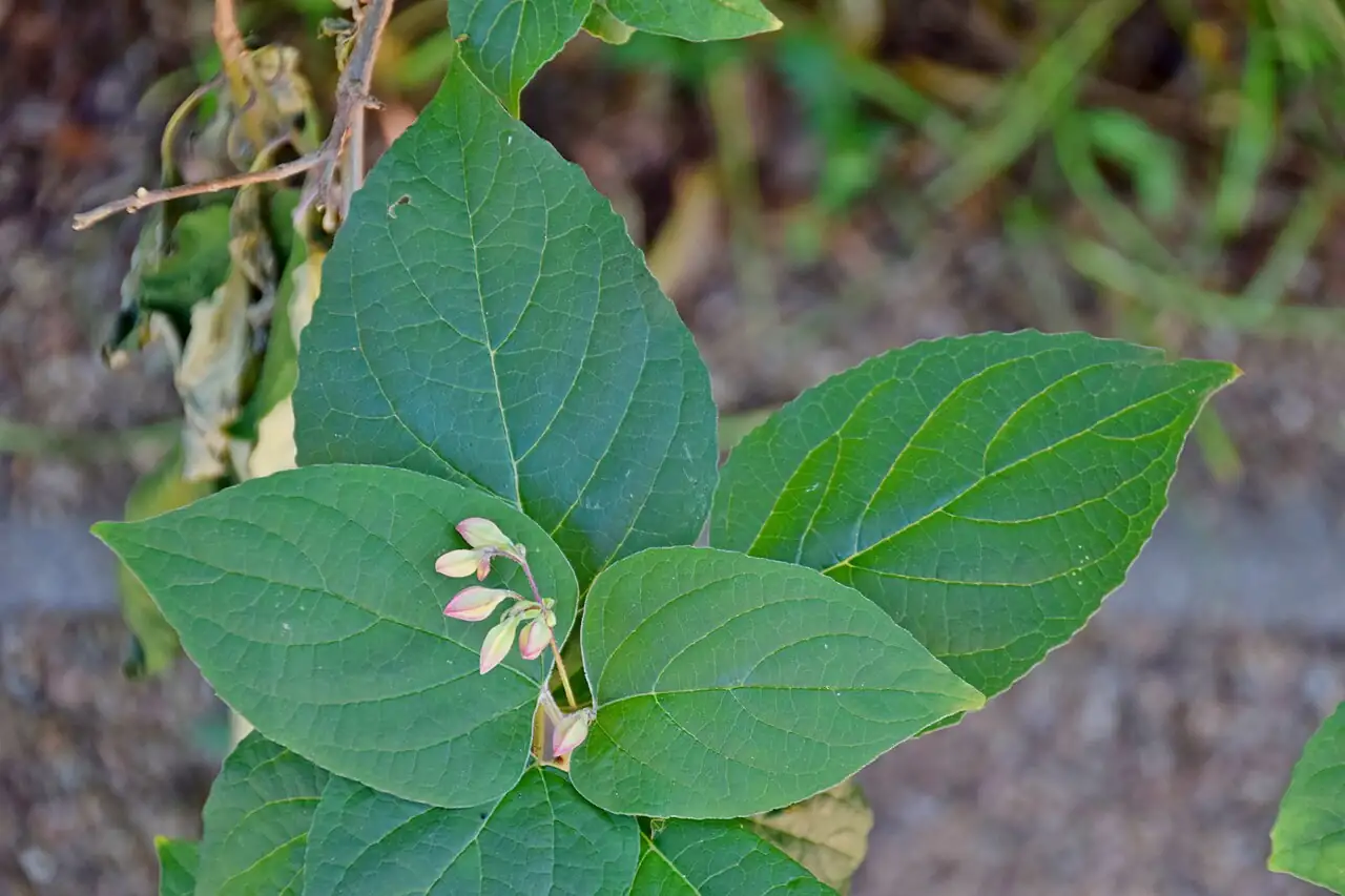 Harlequin Glorybower (Clerodendrum trichotomum) — additional view