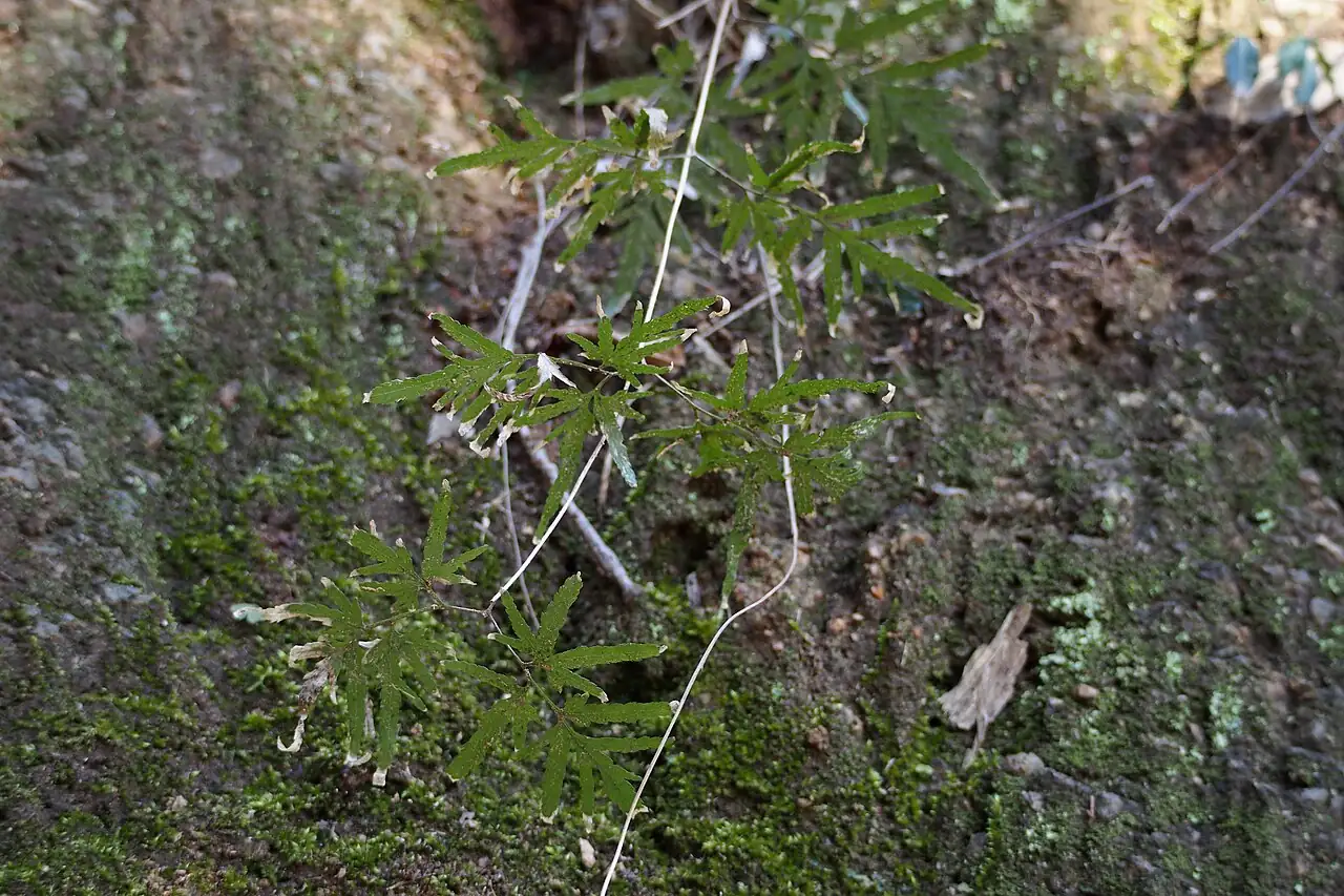 海金沙 (Lygodium japonicum) — 细节