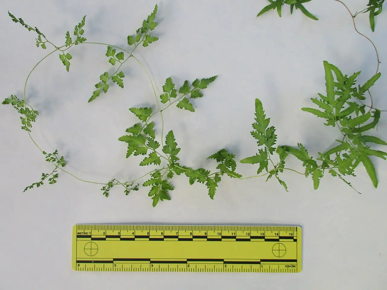 海金沙 (Lygodium japonicum) — 更多视角