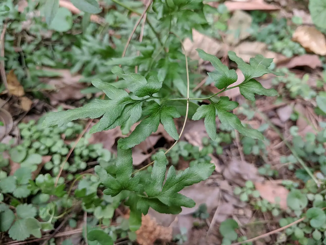 海金沙 (Lygodium japonicum) — 更多视角