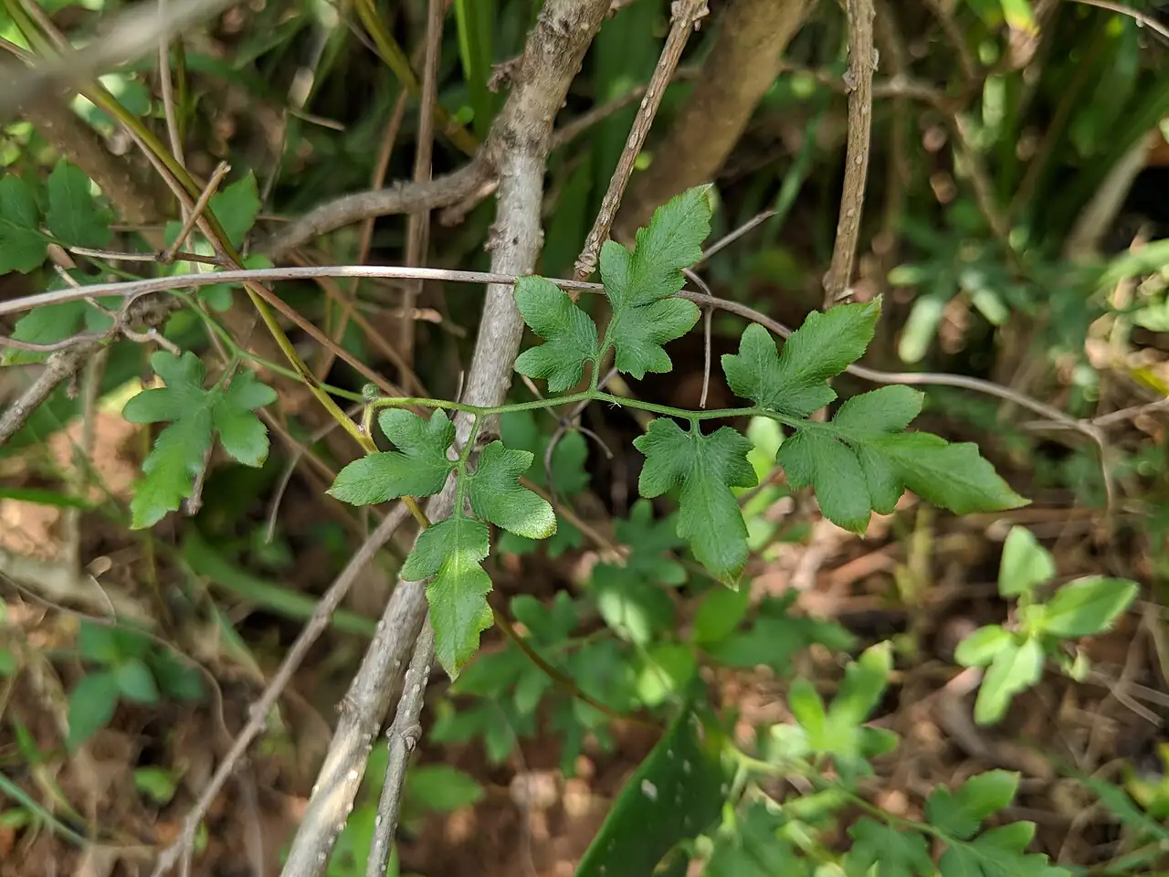 海金沙 (Lygodium japonicum) — 特写