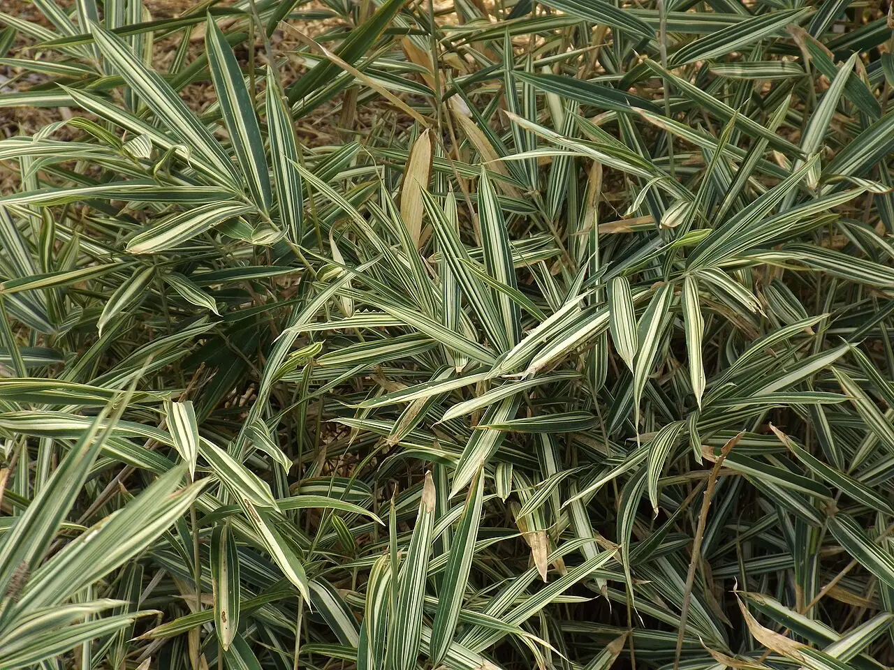 菲白竹 (Pleioblastus fortunei) — 环境展示