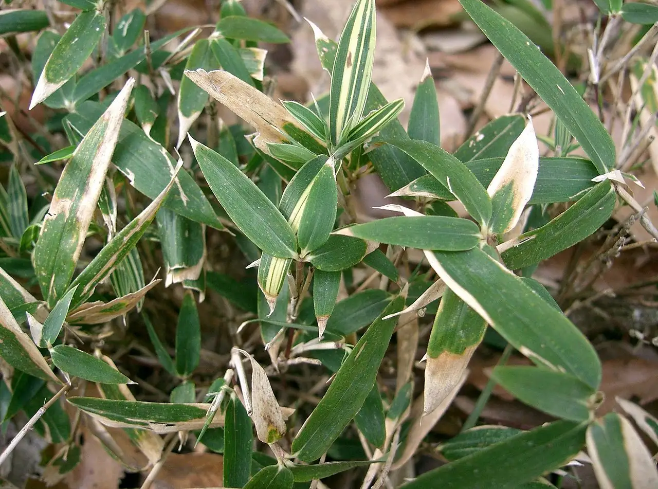 菲白竹 (Pleioblastus fortunei) — 更多视角