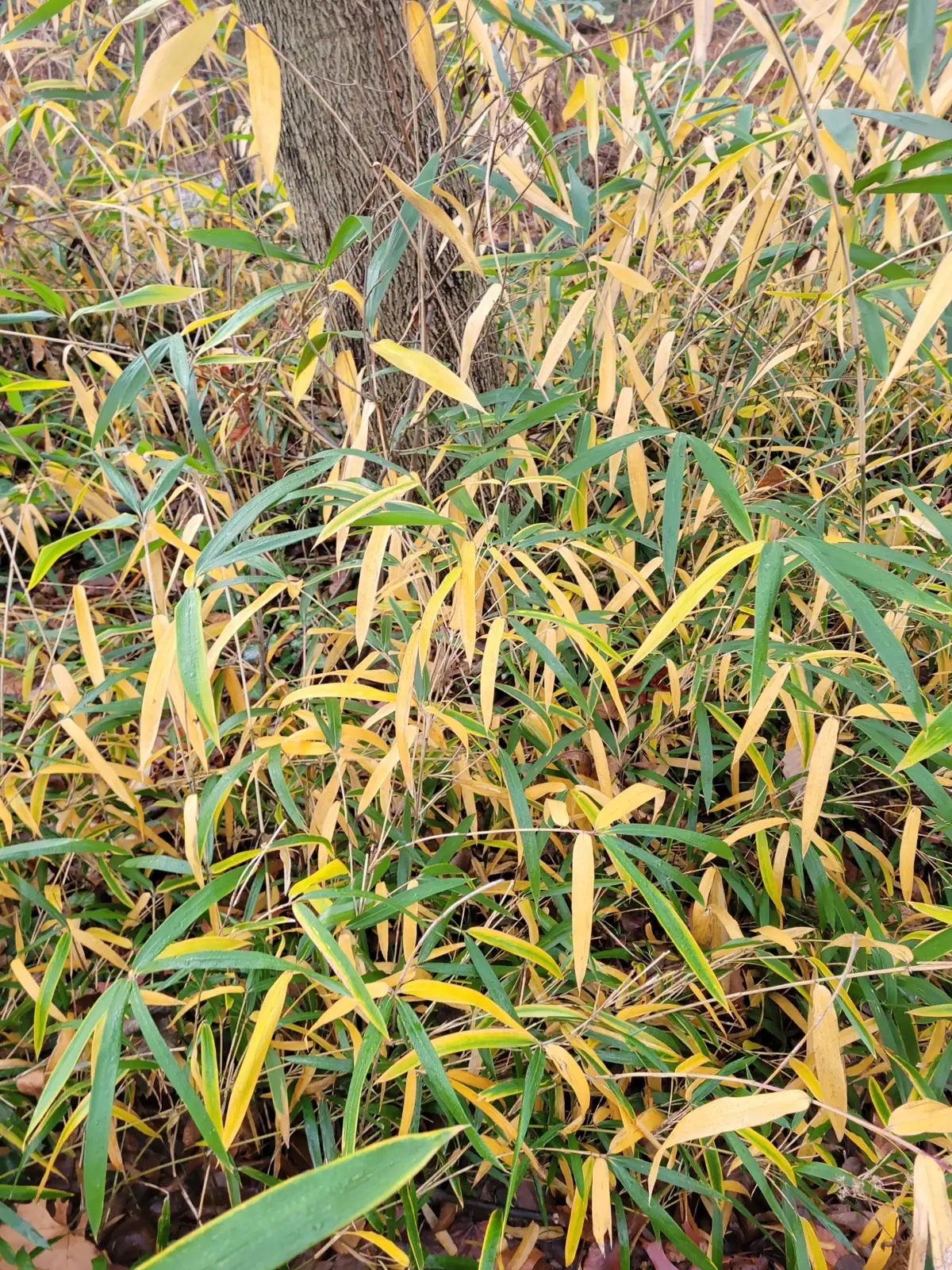 菲白竹 (Pleioblastus fortunei) — 更多视角