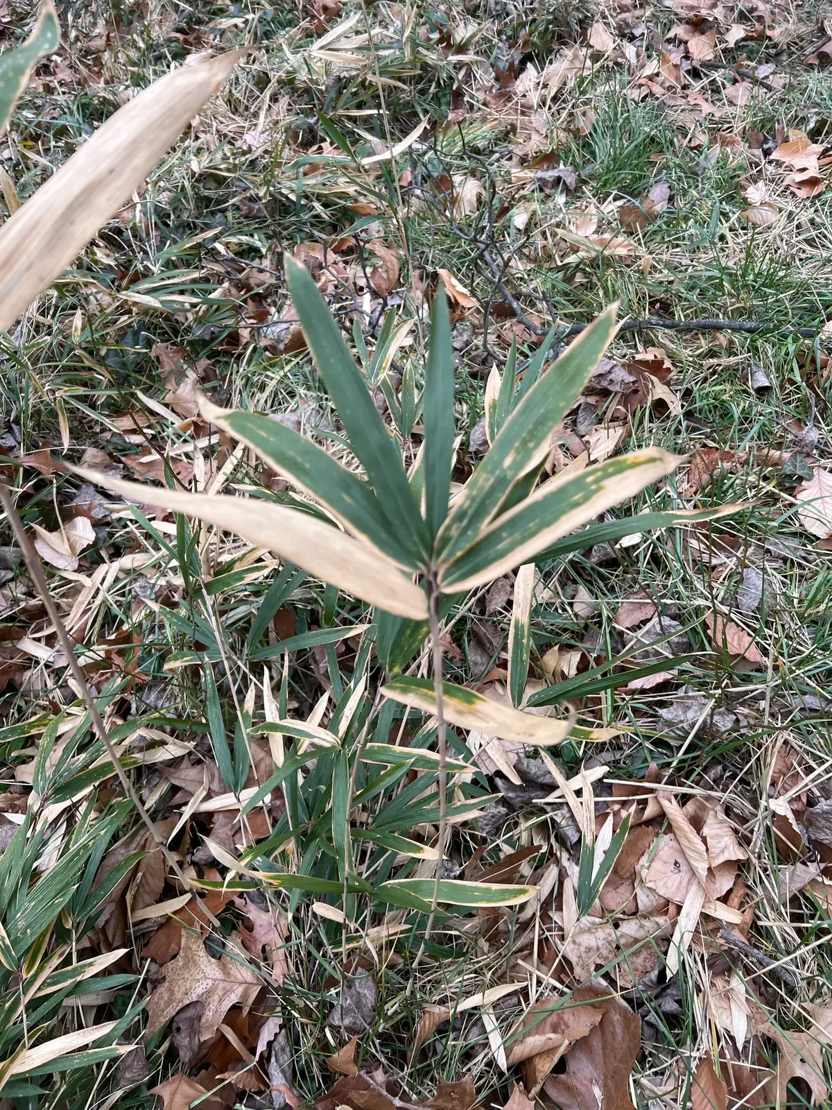 菲白竹 (Pleioblastus fortunei) — 更多视角