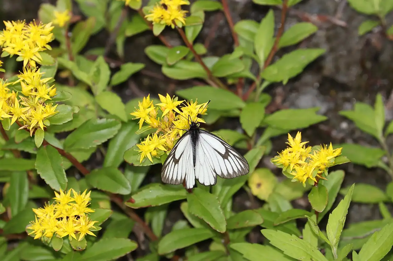 费菜 (Phedimus aizoon) — 环境展示