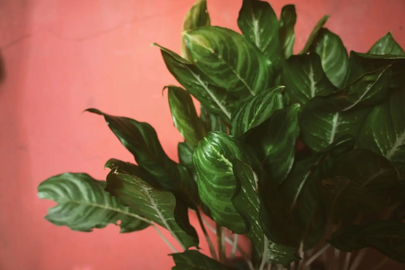 Maidenhair Marvels: Quirky Facts You Never Knew About Your Fern