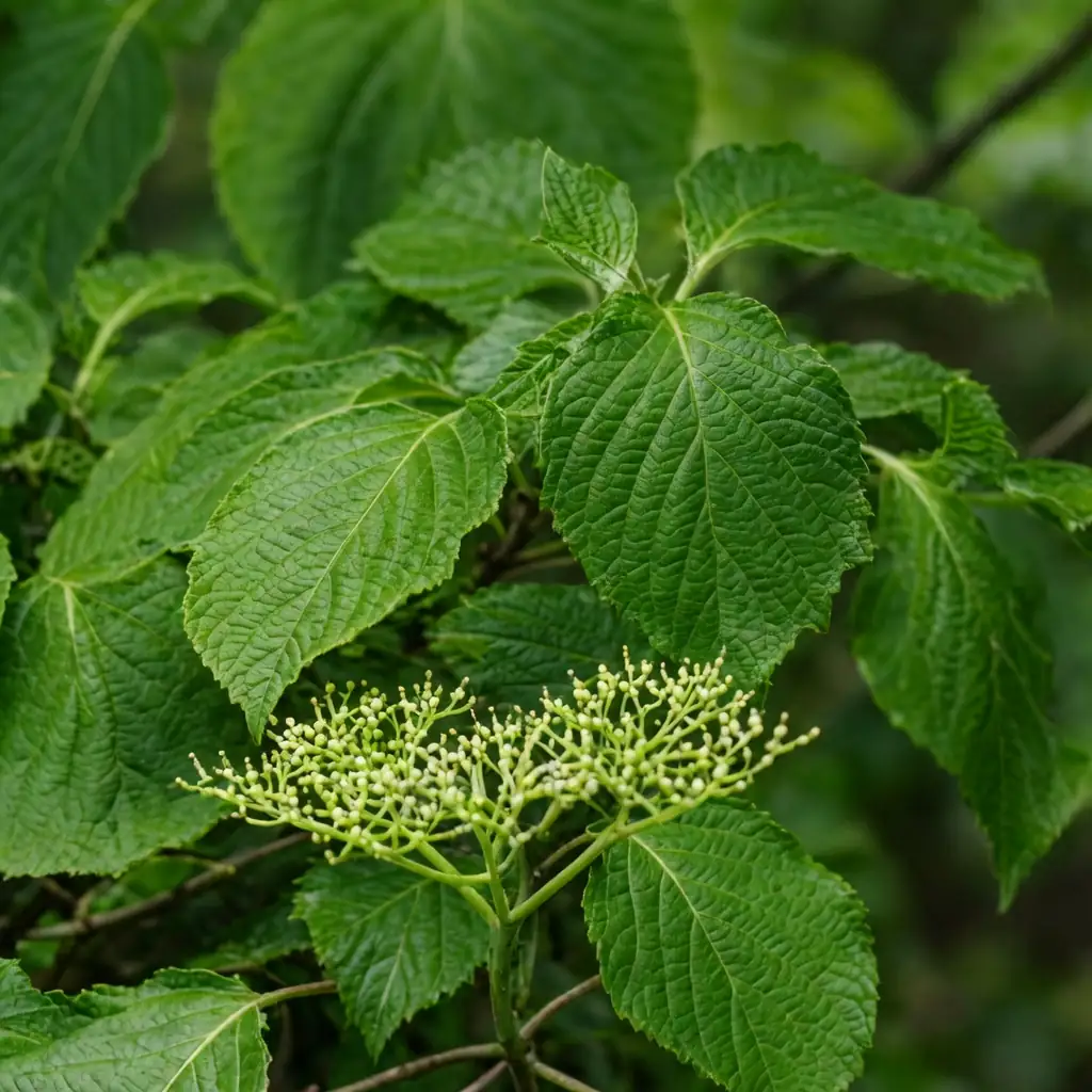 灯台树 (Cornus controversa) — 细节