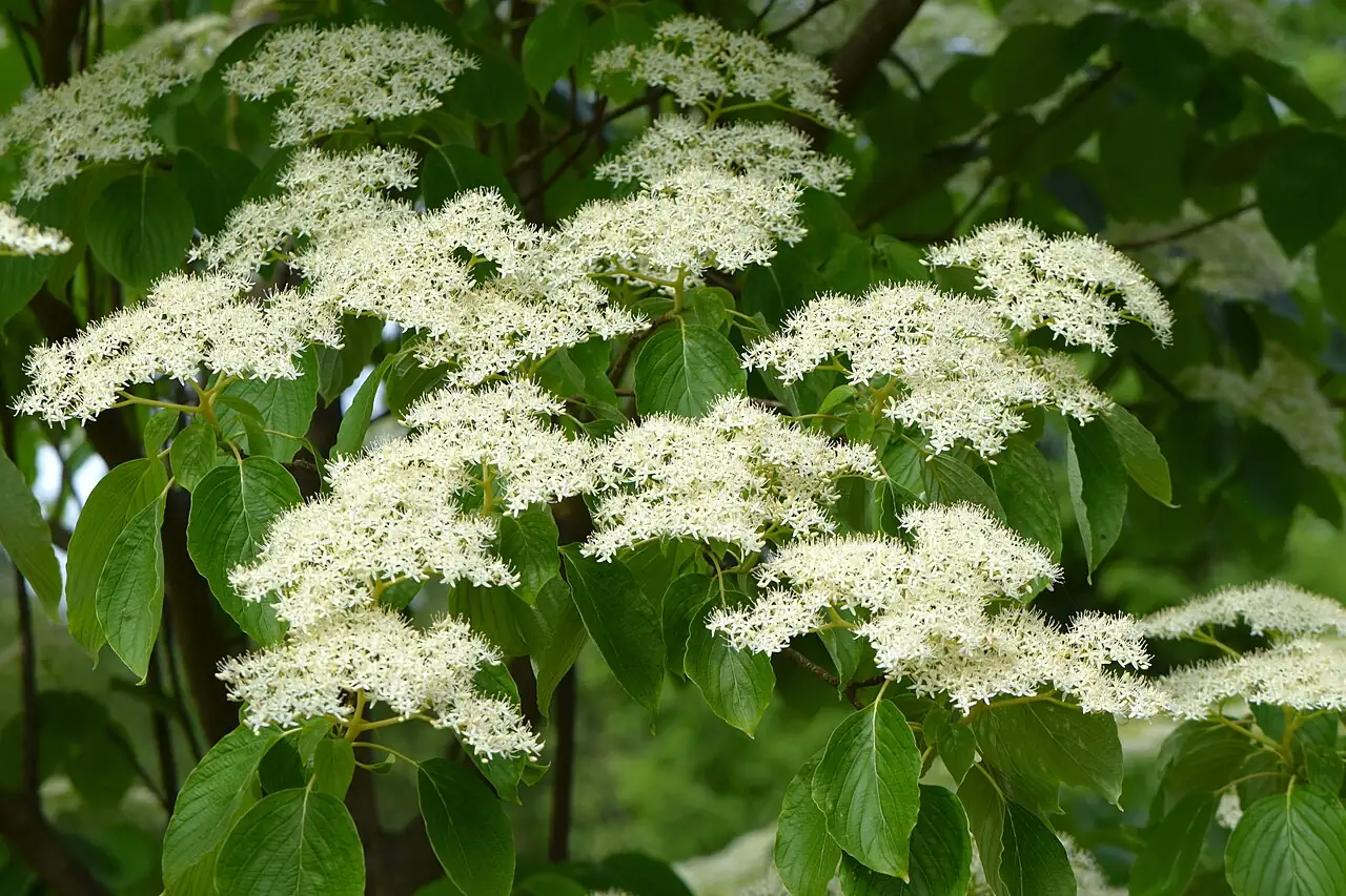灯台树 (Cornus controversa) — 主图
