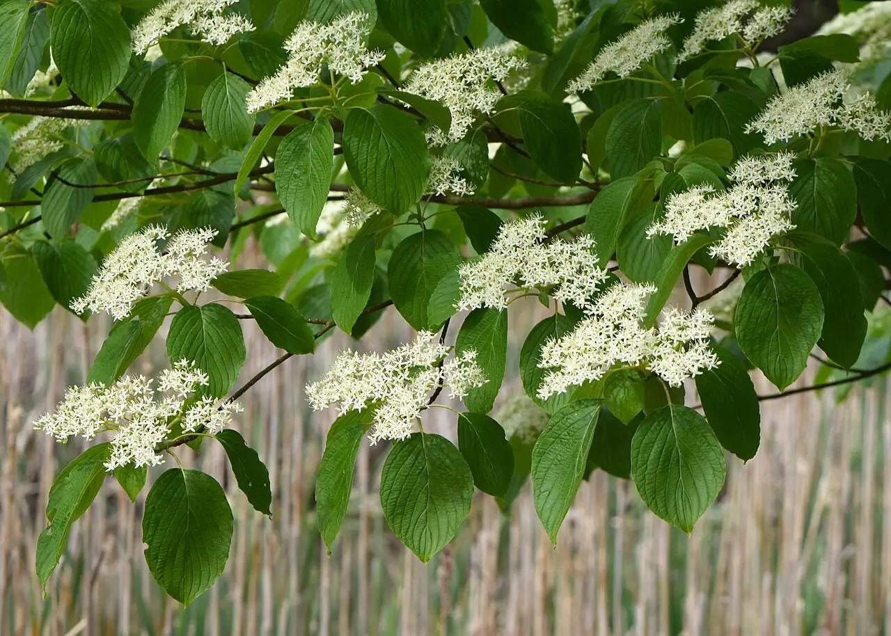 灯台树 (Cornus controversa) — 更多视角