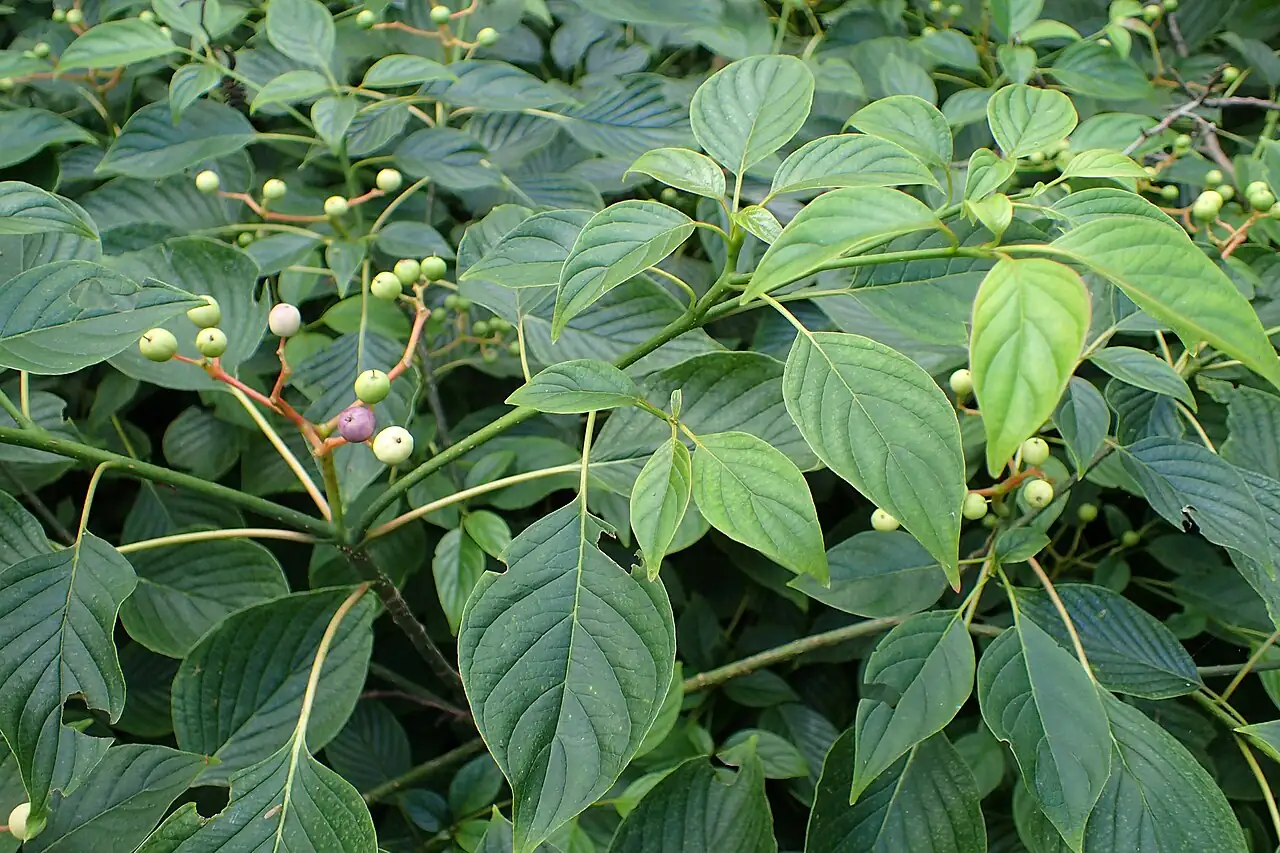 灯台树 (Cornus controversa) — 更多视角