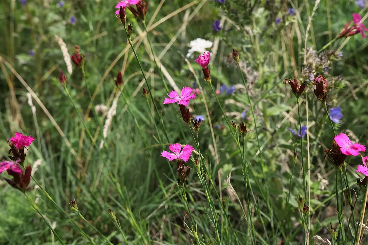 欧石竹 (Dianthus carthusianorum) — 特写