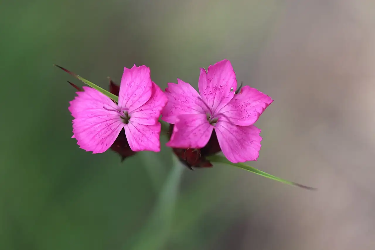 欧石竹 (Dianthus carthusianorum) — 环境展示