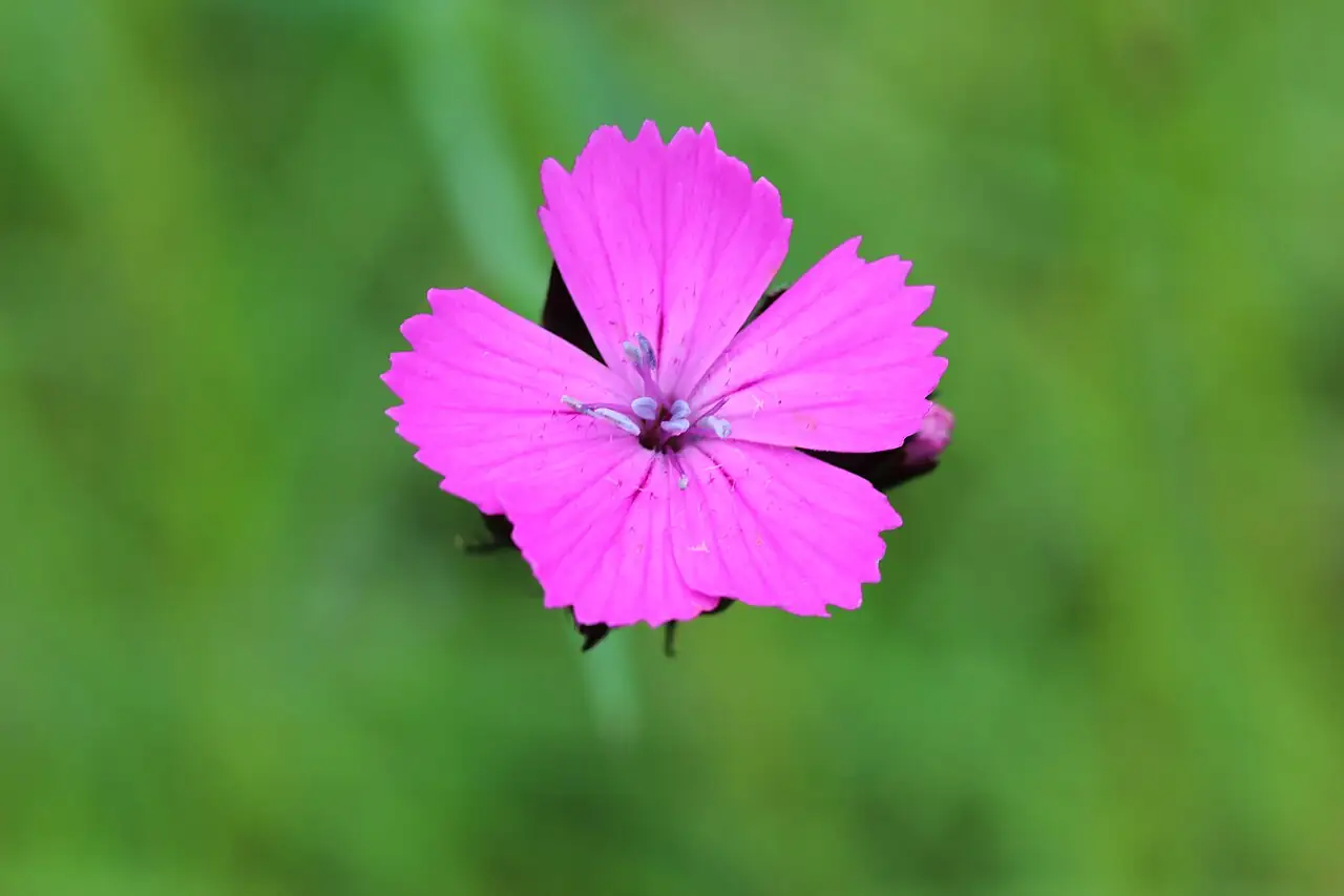 欧石竹 (Dianthus carthusianorum) — 更多视角