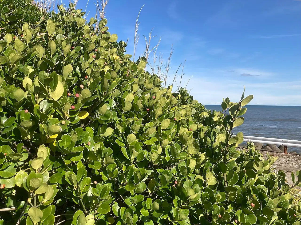 Japanese Spindle (Euonymus japonicus) — additional view