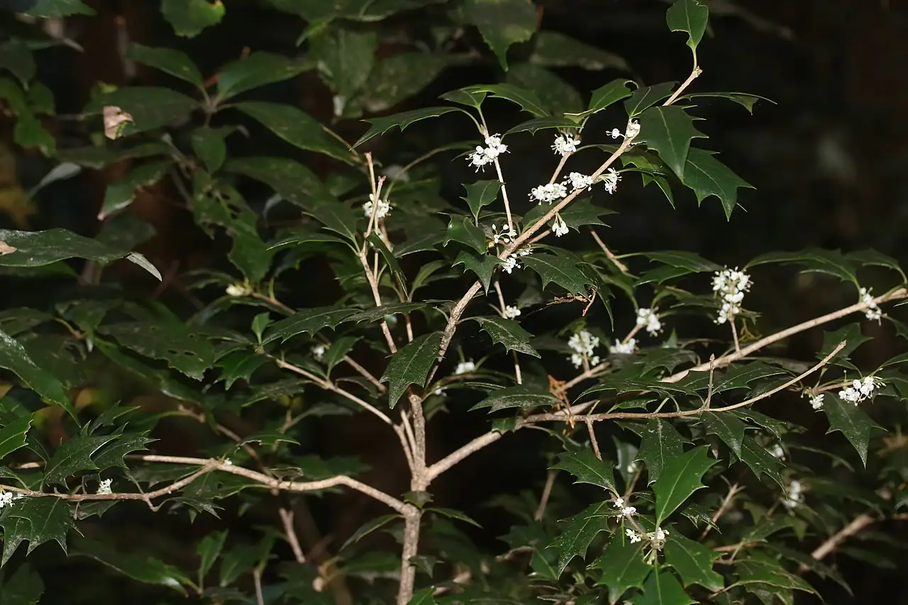 柊树 (Osmanthus heterophyllus) 养护 – Oasislink
