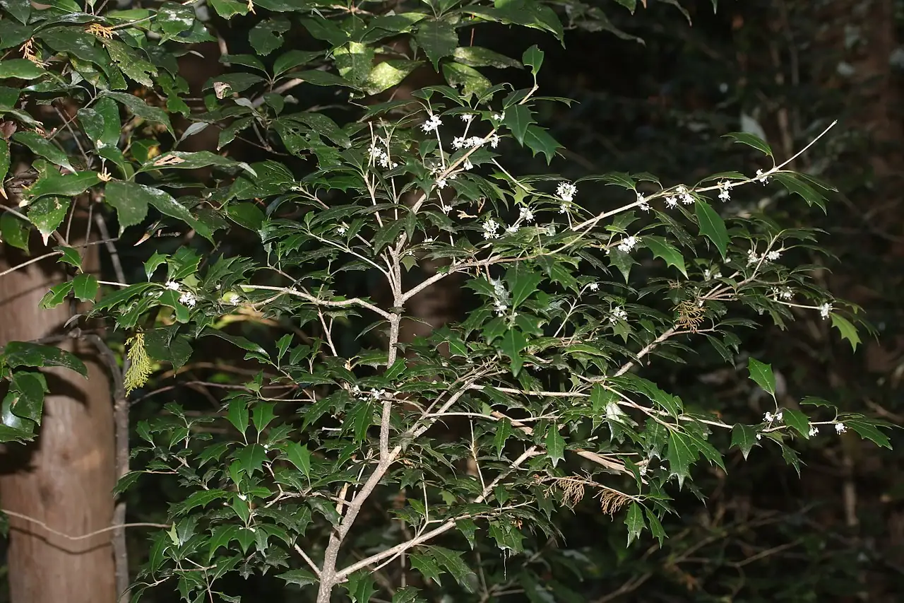 柊树 (Osmanthus heterophyllus) 养护 – Oasislink