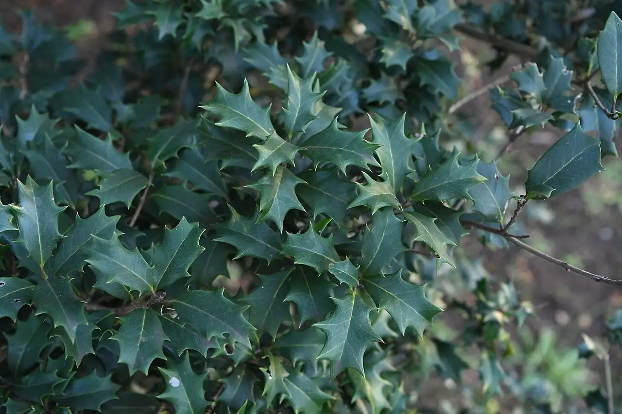 柊树 (Osmanthus heterophyllus) 养护 – Oasislink
