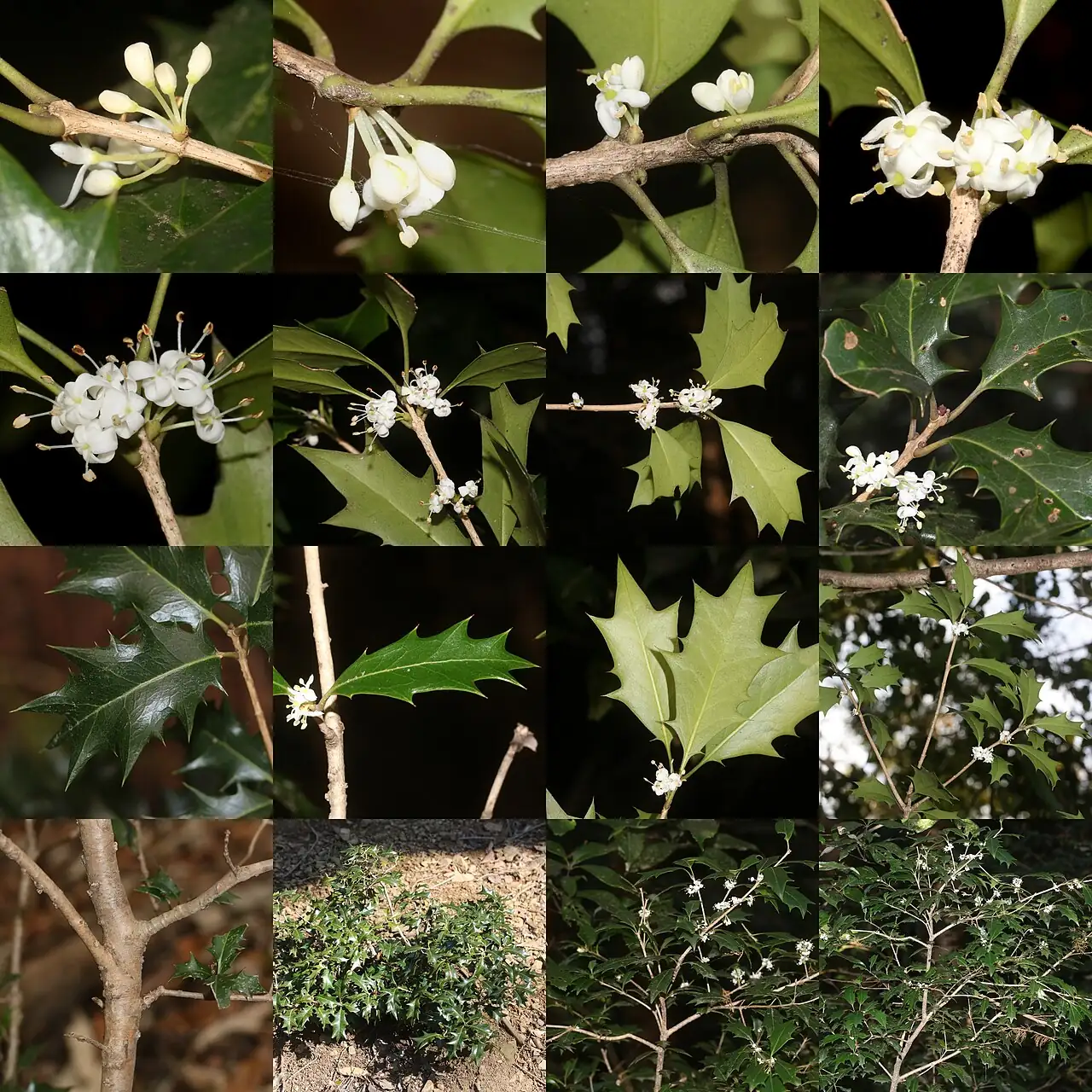 柊树 (Osmanthus heterophyllus) 养护 – Oasislink