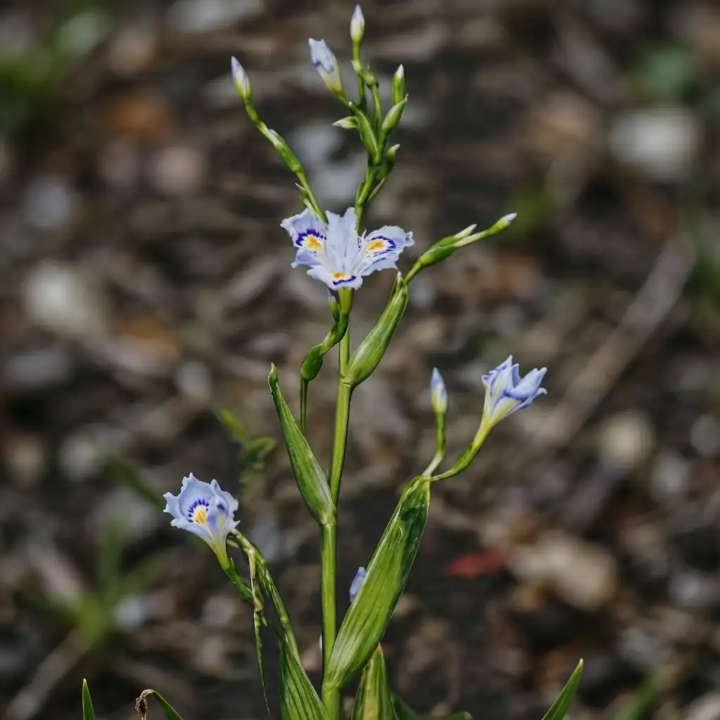 蝴蝶花