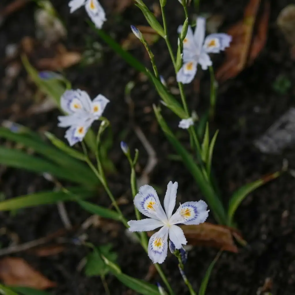 蝴蝶花 (Iris japonica) — 细节