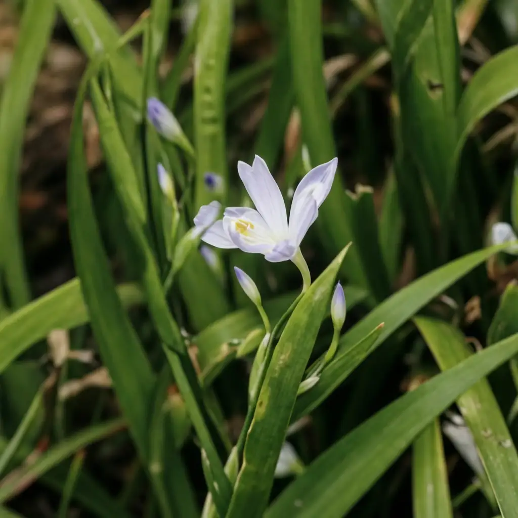 蝴蝶花 (Iris japonica) — 特写