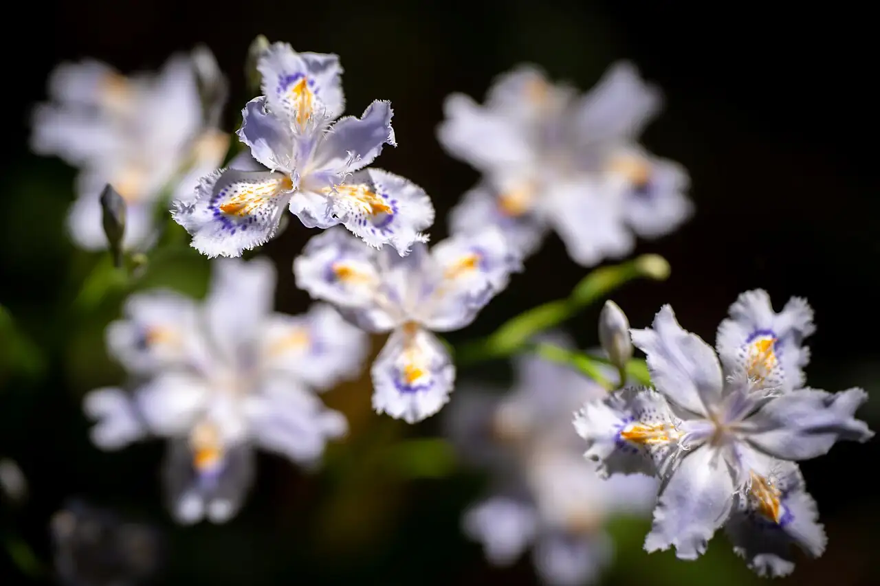 蝴蝶花 (Iris japonica) — 环境展示