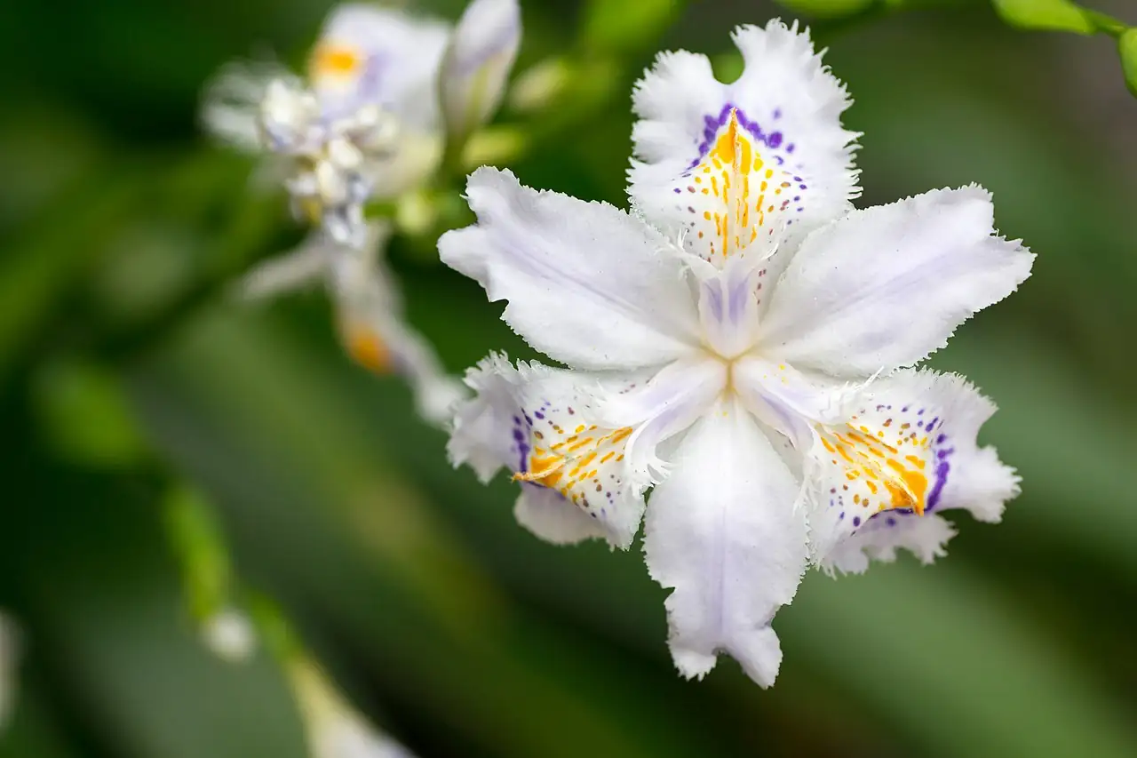 蝴蝶花 (Iris japonica) — 更多视角