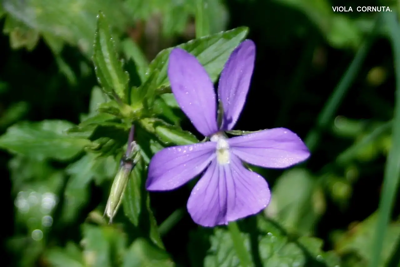角堇 (Viola cornuta) — 更多视角