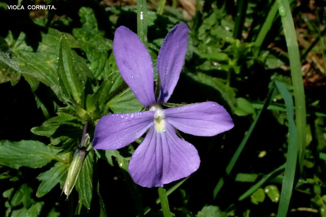 角堇 (Viola cornuta) — 更多视角