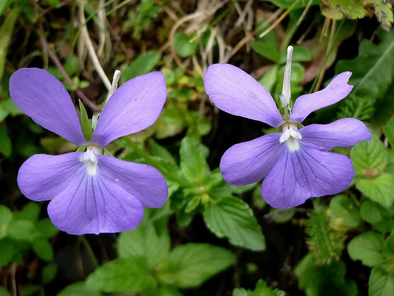 角堇 (Viola cornuta) — 更多视角