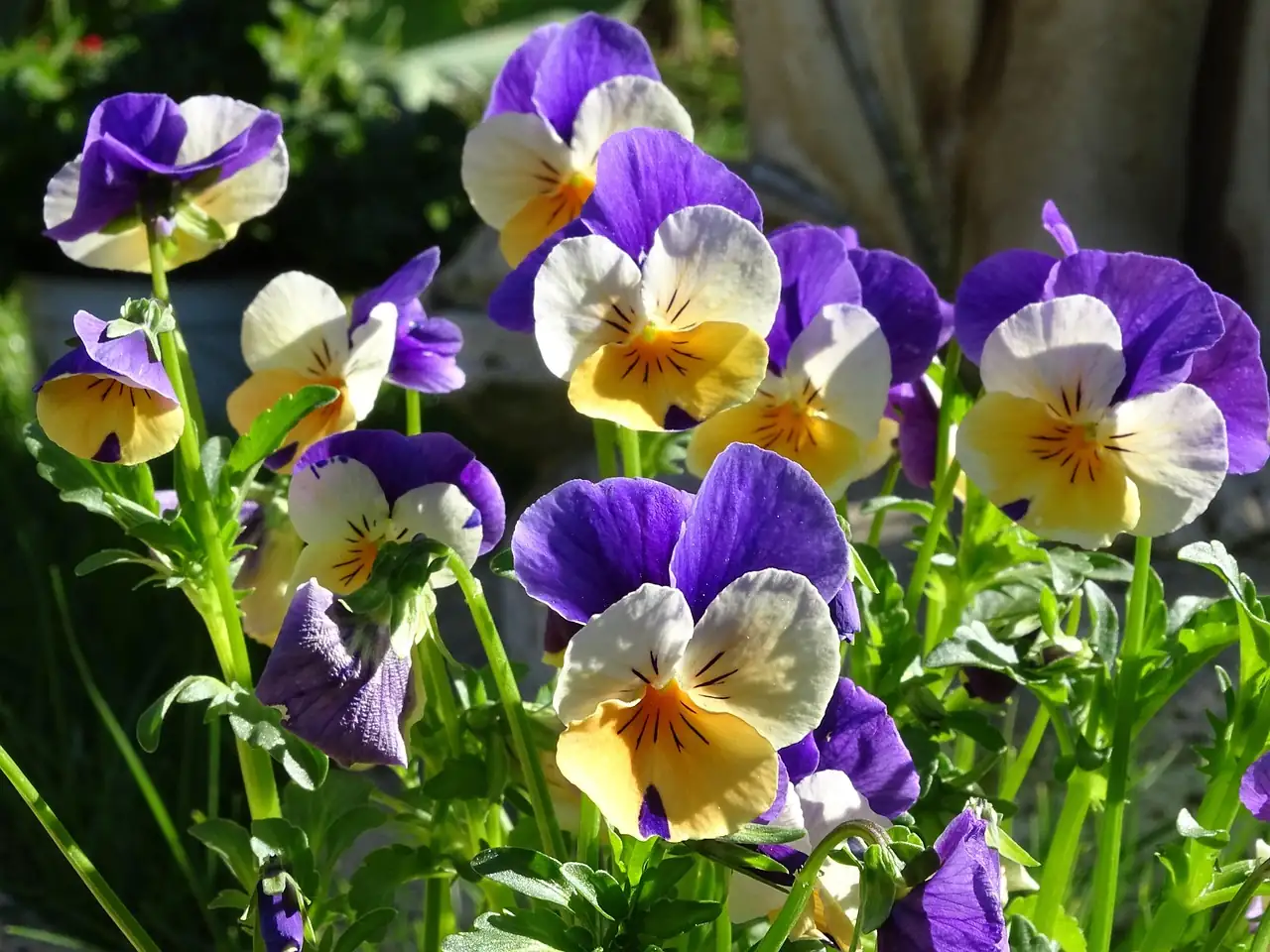 角堇 (Viola cornuta) — 主图