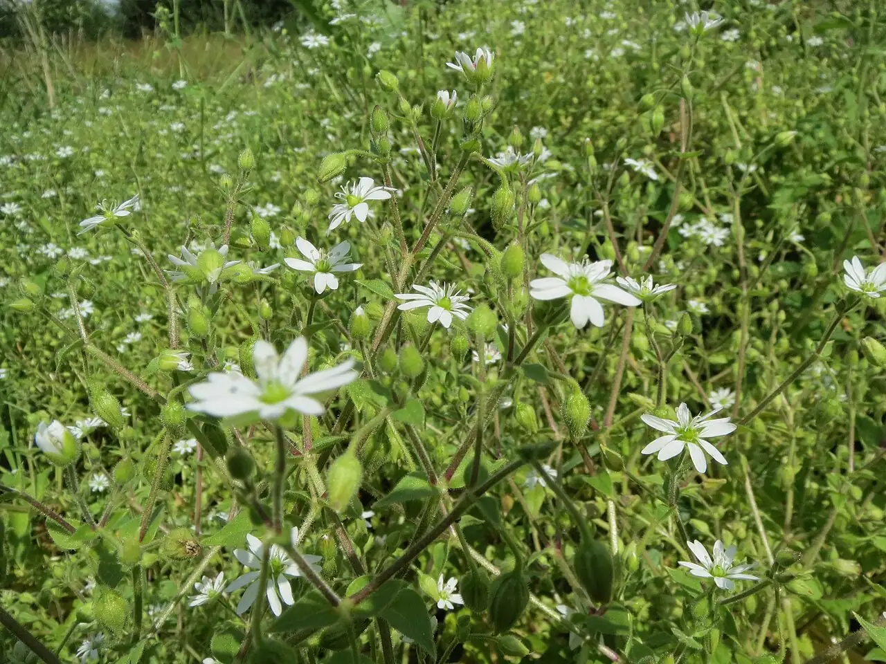 Water Chickweed (Myosoton aquaticum) — additional view