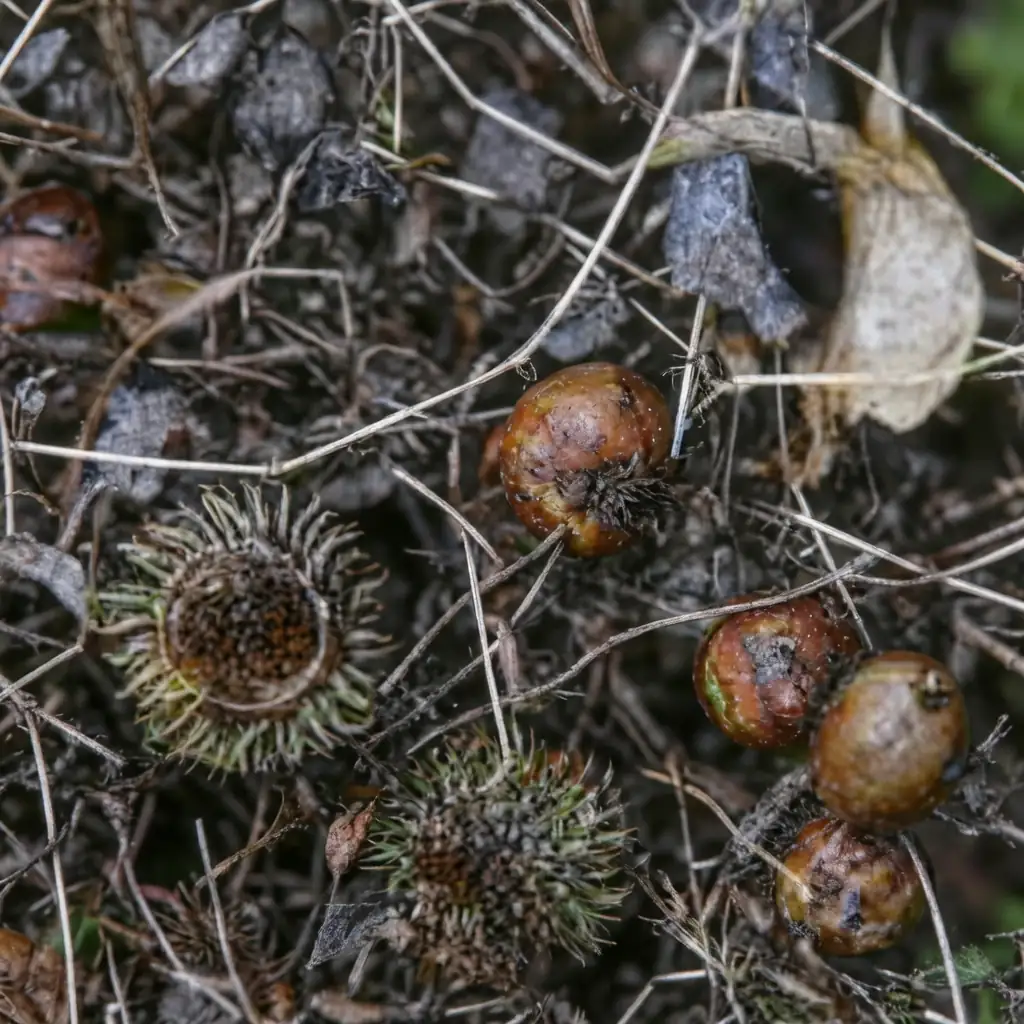 麻栎 (Quercus acutissima) 养护 – Oasislink