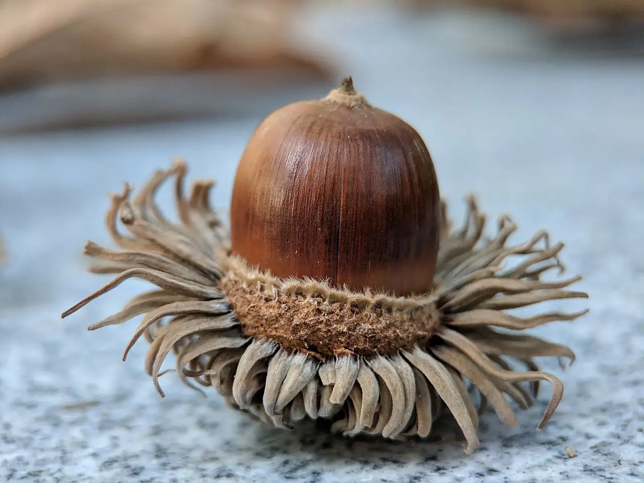 麻栎 (Quercus acutissima) 养护 – Oasislink