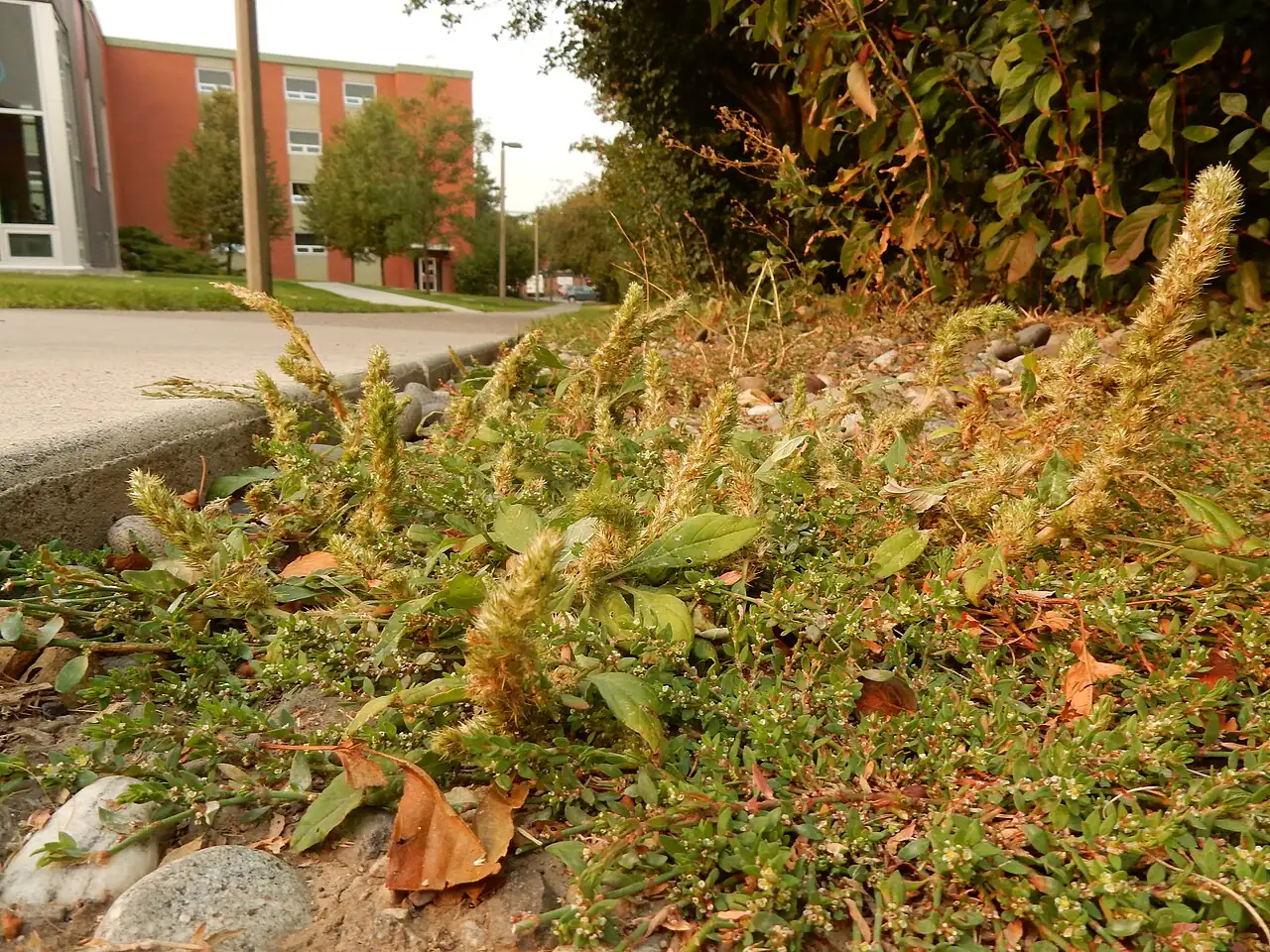 绿穗苋 (Amaranthus hybridus) — 更多视角
