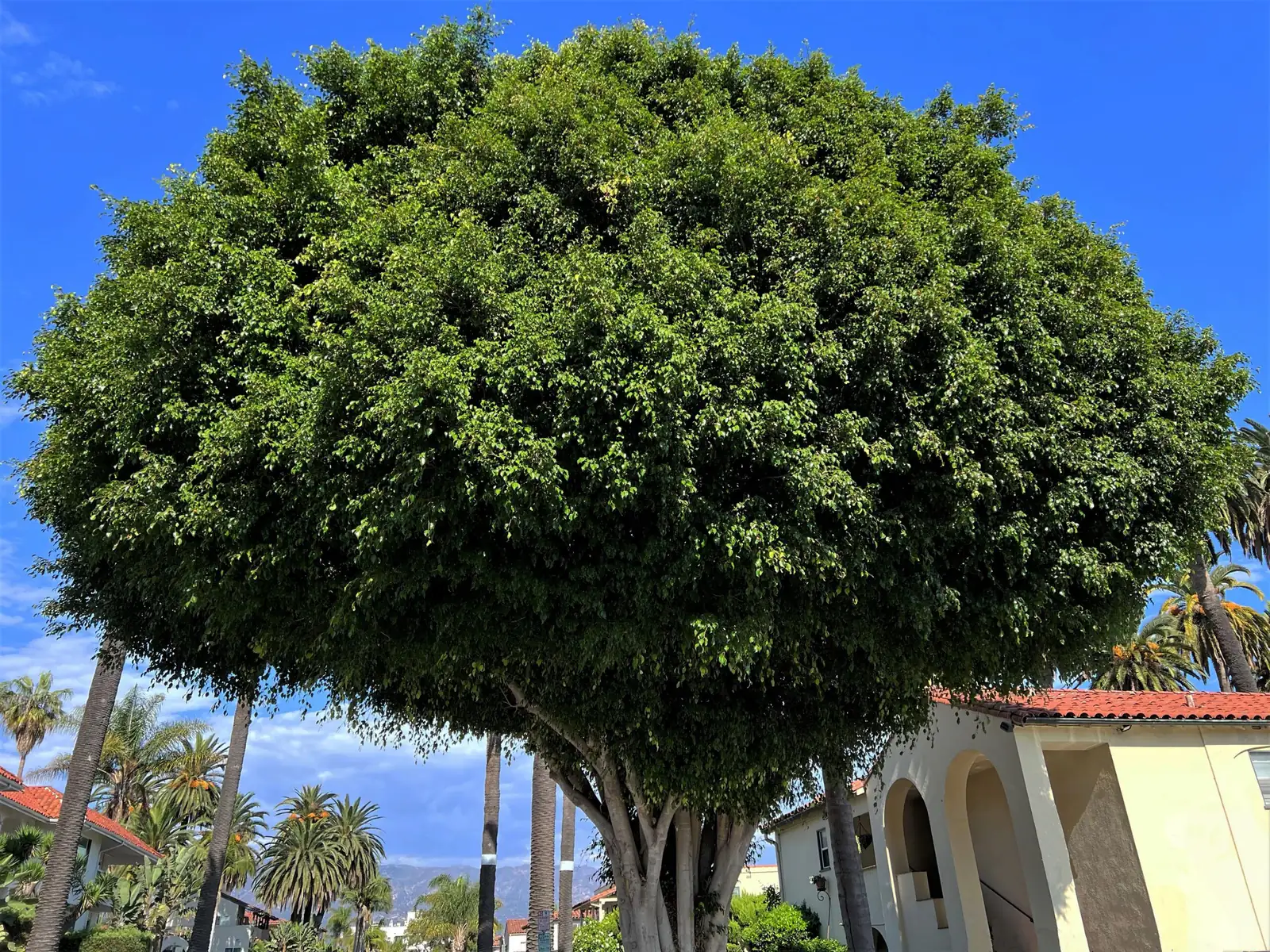 垂叶榕 (Ficus benjamina) — 更多视角