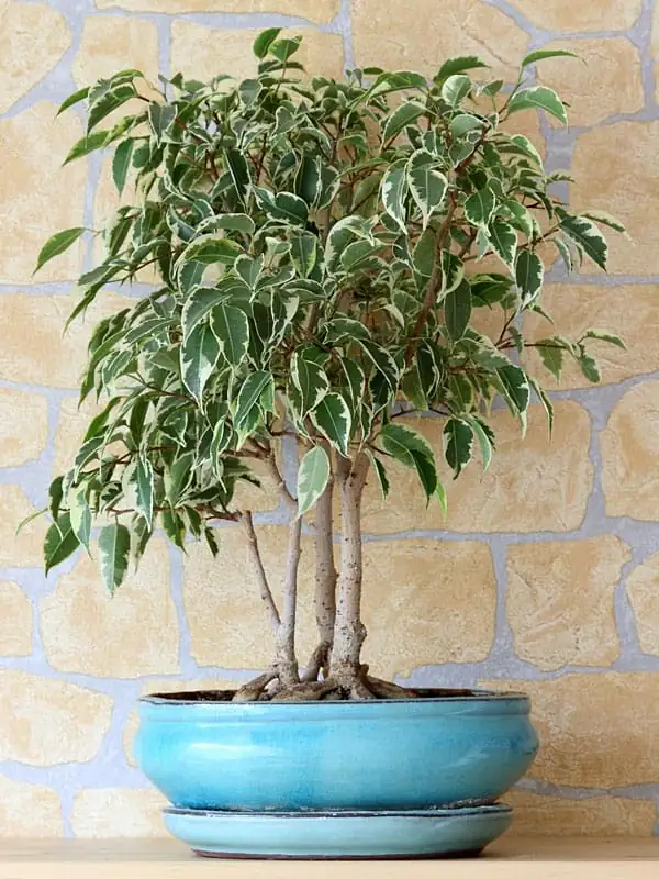 垂叶榕 (Ficus benjamina) — 特写