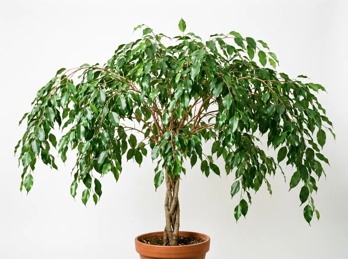 垂叶榕 (Ficus benjamina) — 环境展示