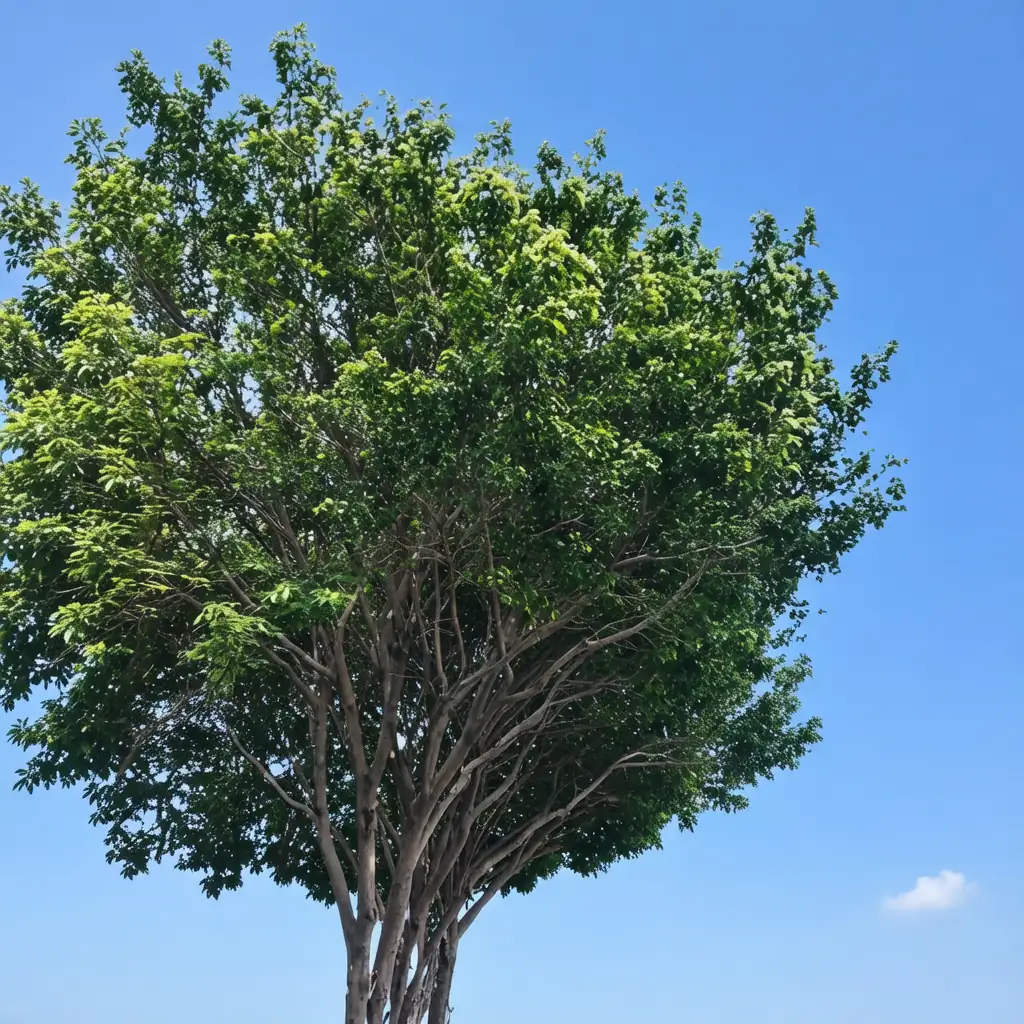 垂叶榕 (Ficus benjamina) — 更多视角