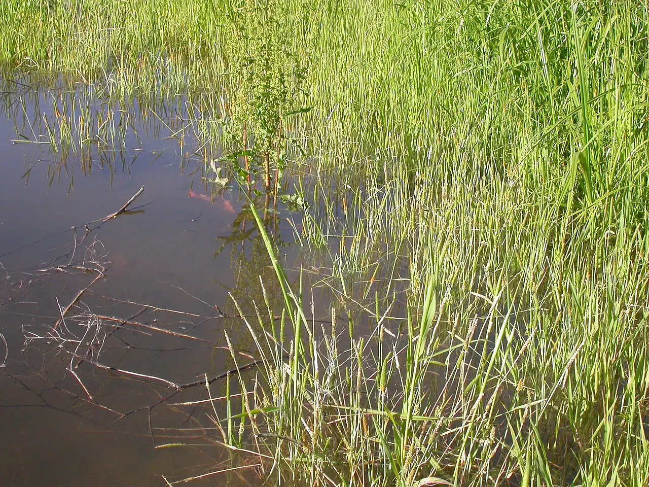 Shortawn Foxtail (Alopecurus aequalis) — additional view