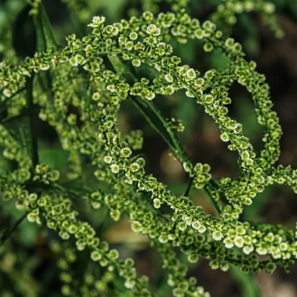 酸模 (Rumex acetosa) 养护 – Oasislink