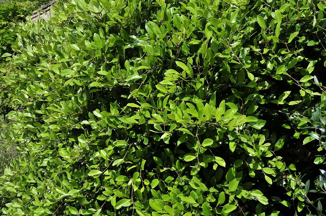 Japanese Distylium (Distylium racemosum) — in setting