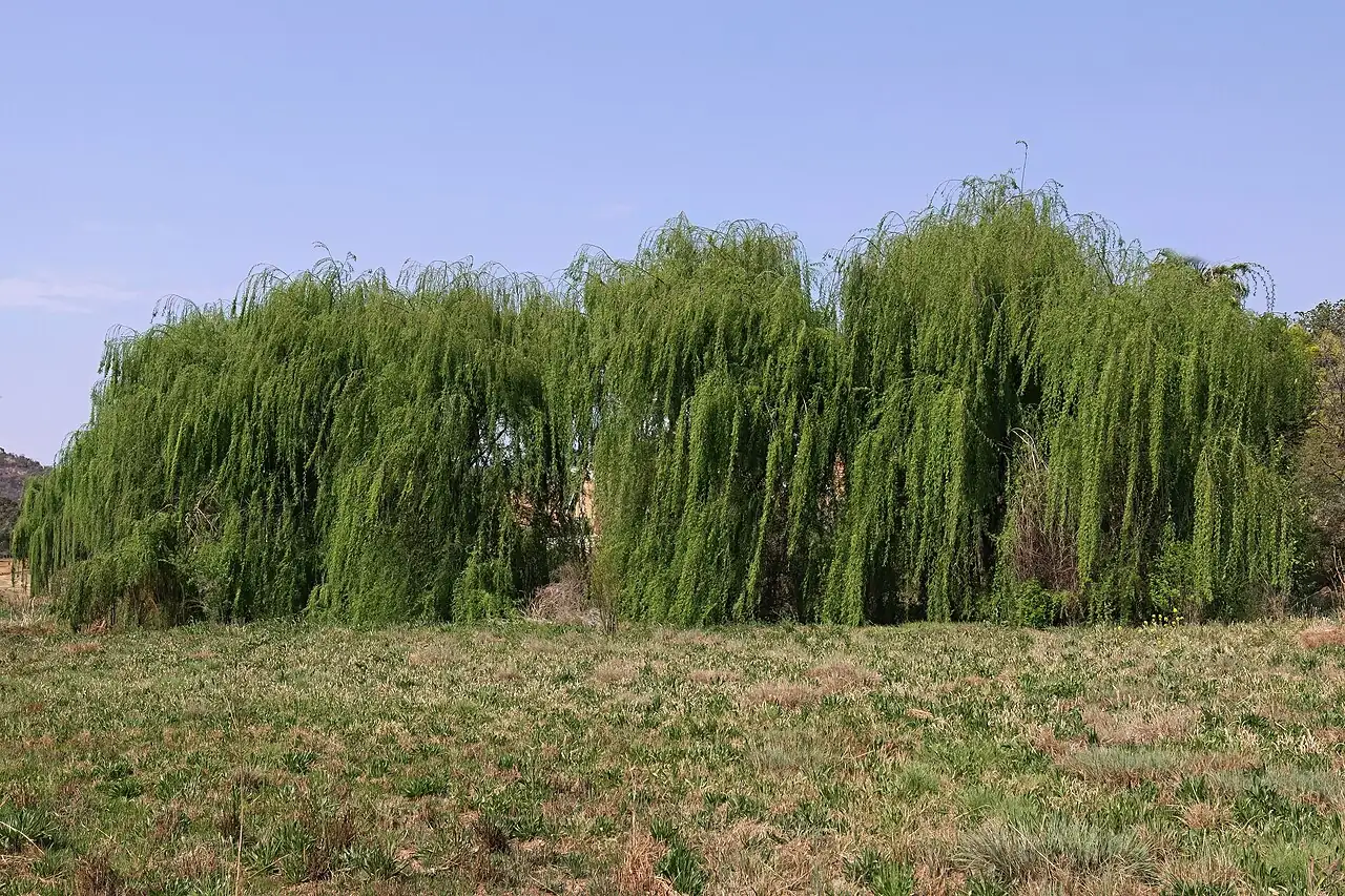 Weeping Willow (Salix babylonica) — close-up