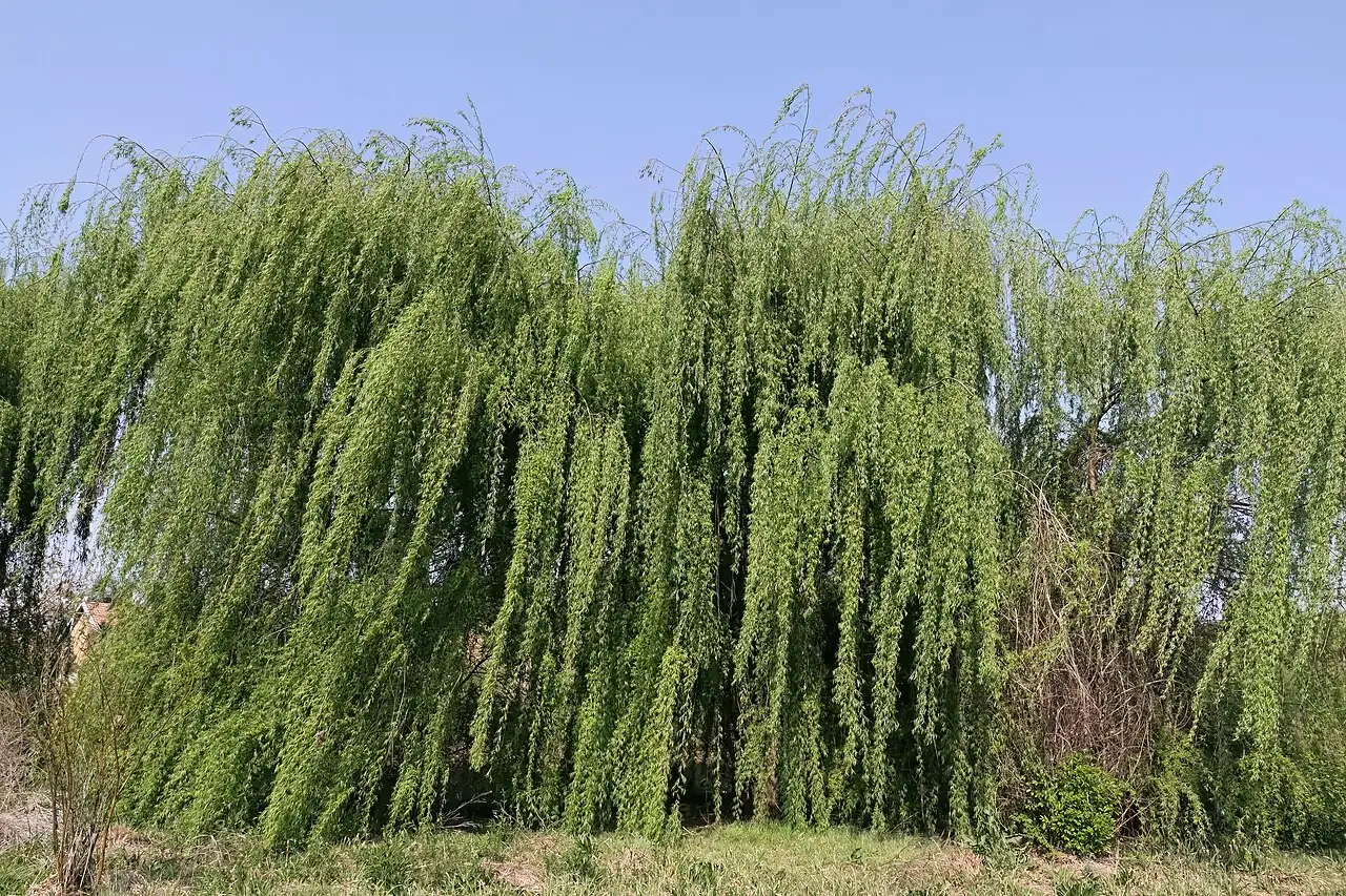 Weeping Willow (Salix babylonica) — in setting