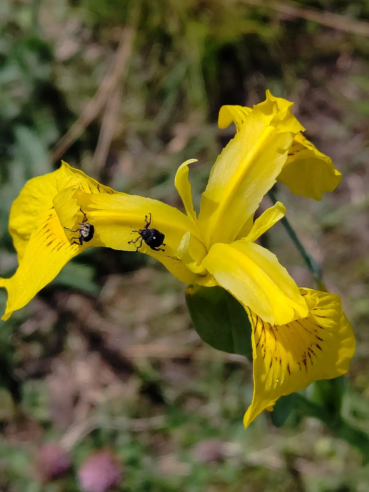 黄菖蒲 (Iris pseudacorus) — 环境展示