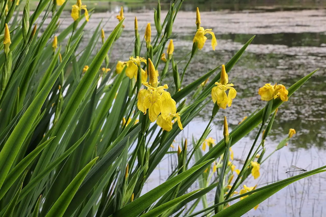 黄菖蒲 (Iris pseudacorus) — 特写