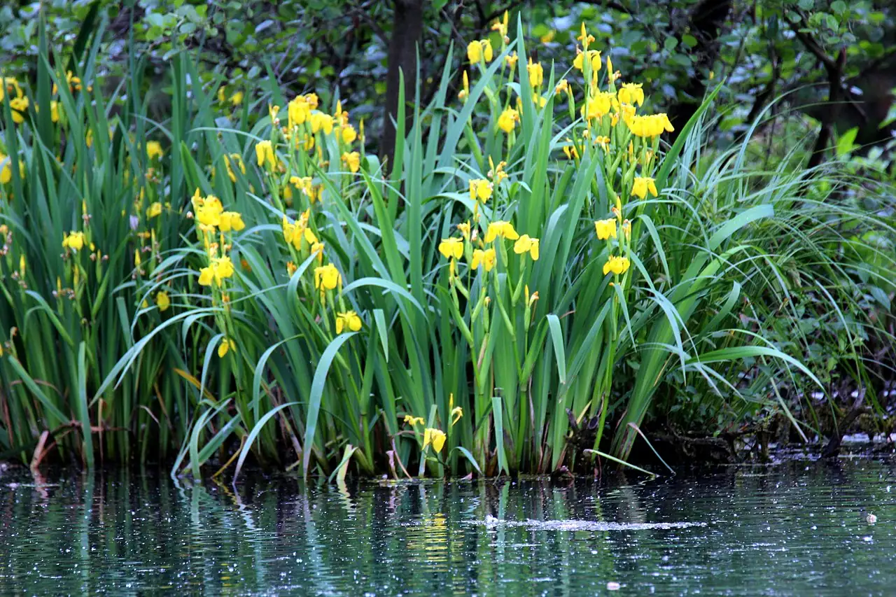 黄菖蒲 (Iris pseudacorus) — 更多视角