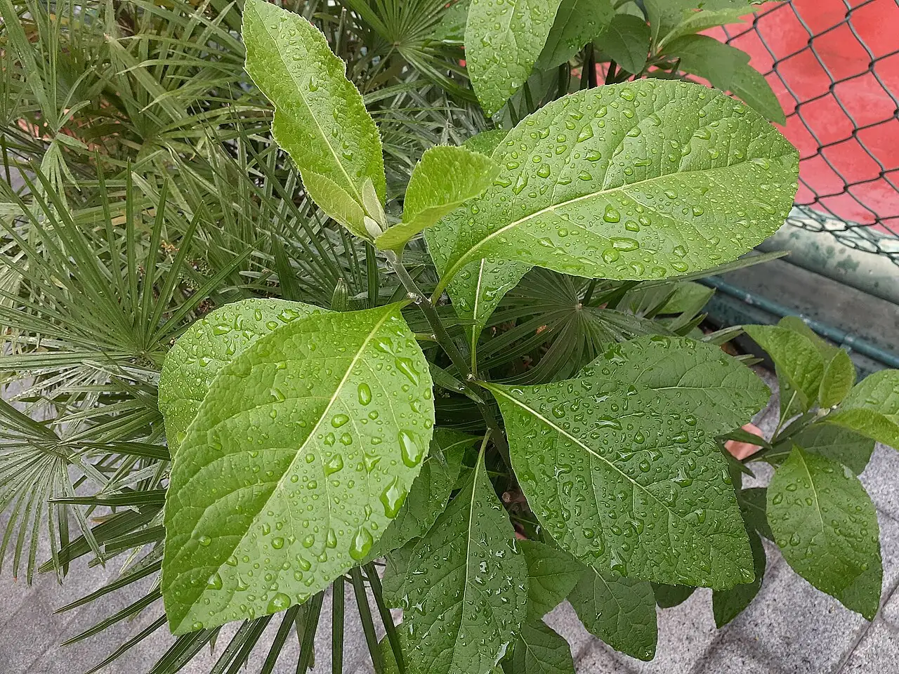 天名精 (Carpesium abrotanoides) — 细节
