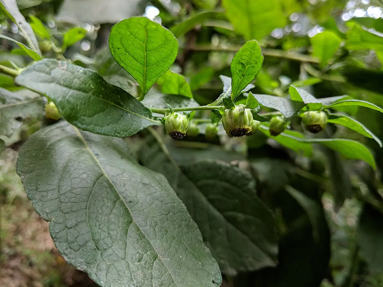 天名精 (Carpesium abrotanoides) — 特写